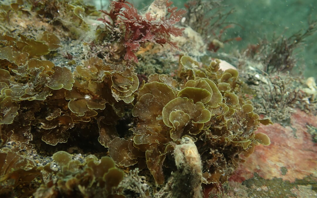 Publican primer registro para Chile de “alga abanico” en la Isla Grande de Tierra del Fuego