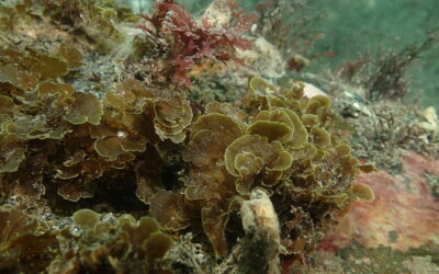 Publican primer registro para Chile de “alga abanico” en la Isla Grande de Tierra del Fuego