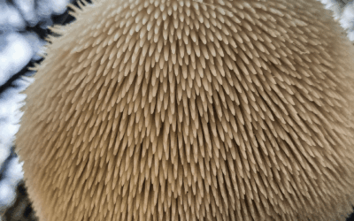 Melena de león: el hongo que podría ayudar a regenerar neuronas y tener efectos positivos en la memoria y el funcionamiento cognitivo