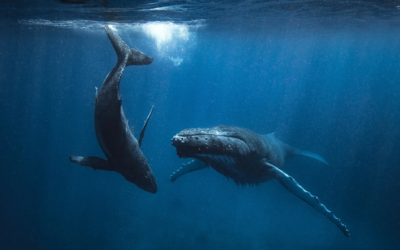 Día Mundial de las Ballenas: Recordando la historia de cómo una grabación submarina del canto de las bellezas jorobadas las salvó de su extinción en la década de 1960