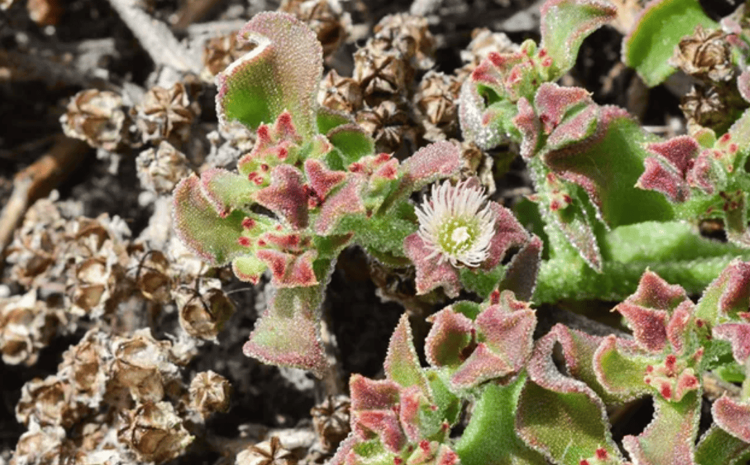 El fundador de Patagonia, Yvon Chouinard, donó la propiedad de la compañía para combatir la crisis climática global