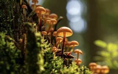 ¡Ya tiene fecha! Anuncian la 5ta edición del Festival Reino Fungi en el sur de Chile